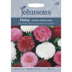 Seminte BELLIS perennis-Daisy- Enorma Double Mixed -Paralute,  Banutei Seminte BELLIS perennis-Daisy- Enorma Double Mixed -Paralute,  Banutei