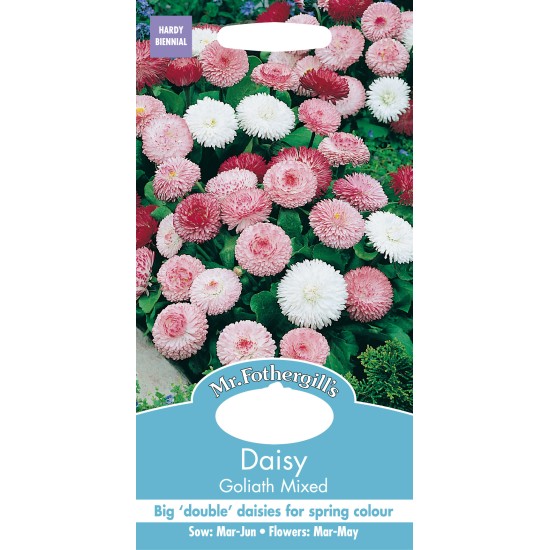Seminte BELLIS perennis-Daisy- Goliath Mixed -Paralute, Banutei Seminte BELLIS perennis-Daisy- Goliath Mixed -Paralute, Banutei