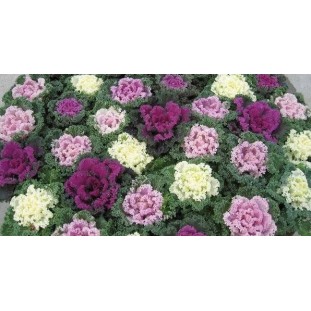 Seminte BRASSICA oleracea-Ornamental cabbage- Kamome Mix -Varza decorativa