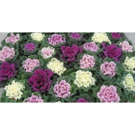 Seminte BRASSICA oleracea-Ornamental cabbage- Kamome Mix -Varza decorativa