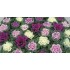 Seminte BRASSICA oleracea-Ornamental cabbage- Kamome Mix -Varza decorativa