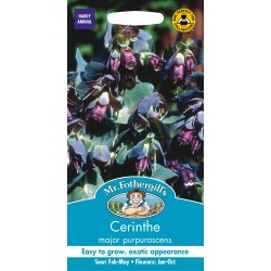 Seminte CERINTHE major purpurescens - Coroana Gibraltarului