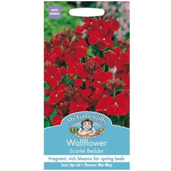 Seminte CHEIRANTHUS cheiri-Wallflower- Scarlet Bedder -Micsunele Seminte CHEIRANTHUS cheiri-Wallflower- Scarlet Bedder -Micsunele
