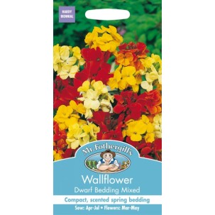 Seminte CHEIRANTHUS cheiri-Wallflower- Dwarf Bedding Mix -Micsunele