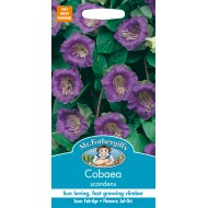 Seminte COBAEA scandens- Cobea mov, Clopotul Catedralei Seminte COBAEA scandens- Cobea mov, Clopotul Catedralei