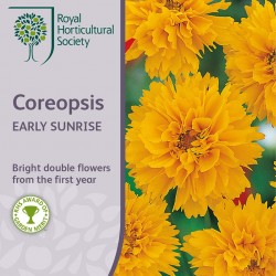Seminte COREOPSIS grandiflora - Early Sunrise -Lipscanoaie