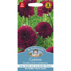 Seminte COSMOS bipinnatus- Double Click Cranberries -Mararite  Seminte COSMOS bipinnatus- Double Click Cranberries -Mararite