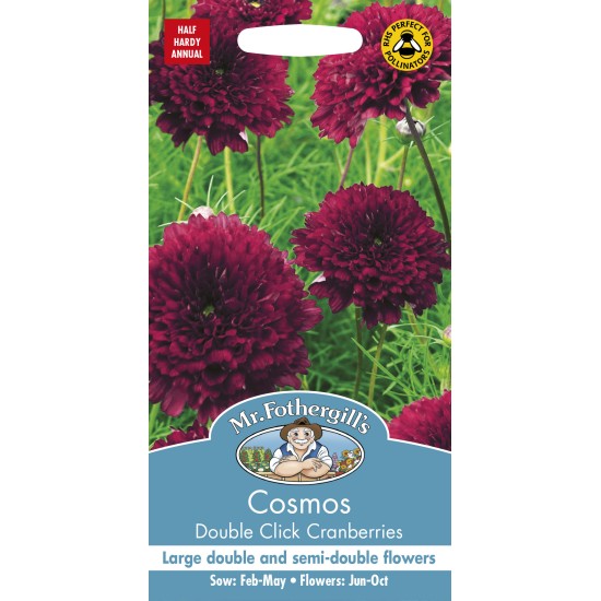 Seminte COSMOS bipinnatus- Double Click Cranberries -Mararite Seminte COSMOS bipinnatus- Double Click Cranberries -Mararite