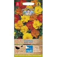 Seminte COSMOS sulphureus- Polidor Mixed -Mararite