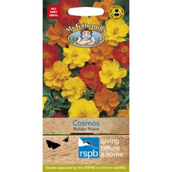 Seminte COSMOS sulphureus- Polidor Mixed -Mararite  Seminte COSMOS sulphureus- Polidor Mixed -Mararite