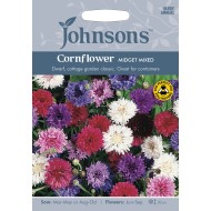 Seminte CENTAUREA cyanus-Cornflower- Midget Mixed -Albastrele pitice amestec