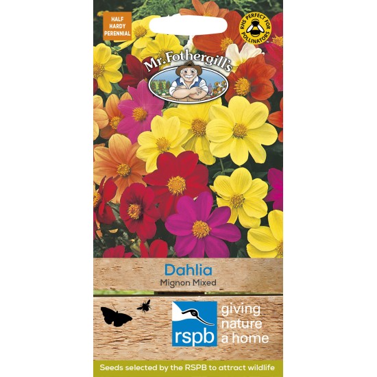 Seminte DAHLIA hortensis- Mignon Mixed -Dalia, gherghine