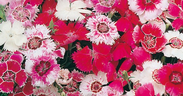 Seminte DIANTHUS chinensis Baby Doll Mixed - Garofite pitice