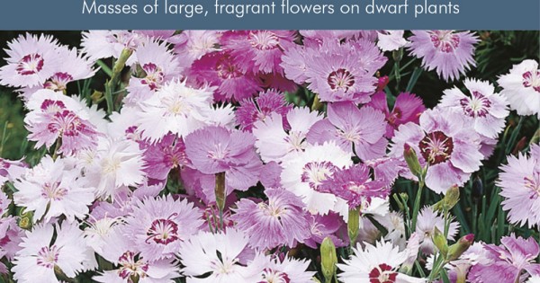 Seminte DIANTHUS plumarius Sweetness - Garofite pitice