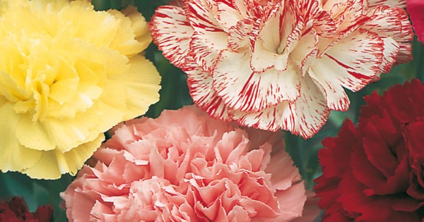 Seminte DIANTHUS caryophillus Choice Double Mixed - Garofite