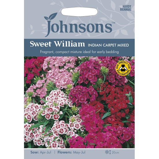 Seminte DIANTHUS barbatus-Sweet William pot- Indian Carpet -Garofite turcesti 