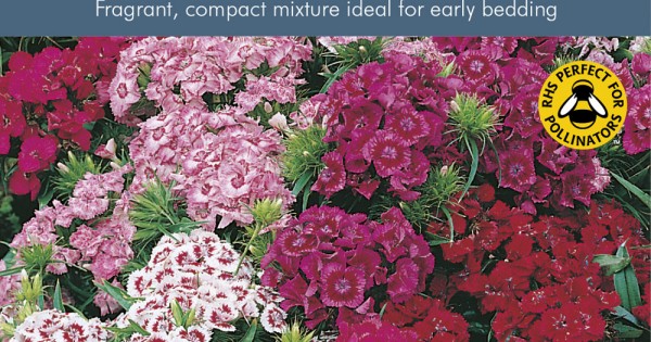 Seminte DIANTHUS barbatus Indian Carpet - Garofite turcesti
