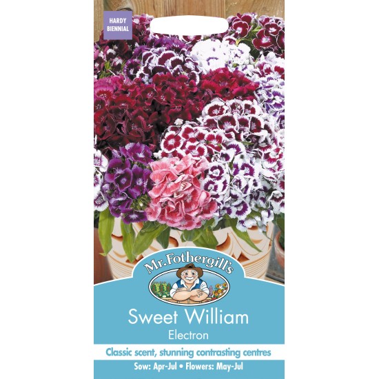 Seminte DIANTHUS barbatus-Sweet William- Electron Mixed -Garofite turcesti Seminte DIANTHUS barbatus-Sweet William- Electron Mixed -Garofite turcesti