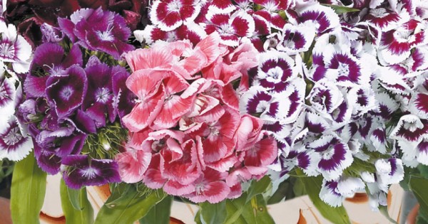Seminte DIANTHUS barbatus Electron Mixed - Garofite turcesti