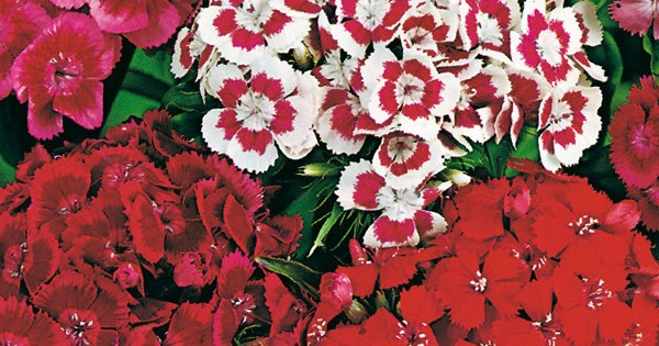 Seminte DIANTHUS barbatus Monarch Mixed - Garofite turcesti