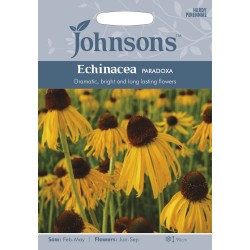 Seminte ECHINACEA paradoxa- Echinacea galbena