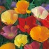 Seminte ESCHSCHOLTZIA californica-Californian Poppy- Single Mixed -Mac californian