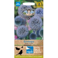 Seminte ECHINOPS ritro- Globe Thistle -Ciuline glob Seminte ECHINOPS ritro- Globe Thistle -Ciuline glob