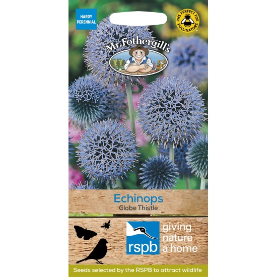 Seminte ECHINOPS ritro- Globe Thistle -Ciuline glob Seminte ECHINOPS ritro- Globe Thistle -Ciuline glob