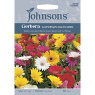 Seminte GERBERA jamesonii- California Giant Mixed -Gerbera