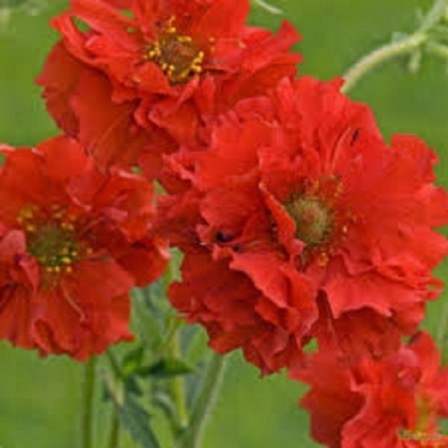 Seminte GEUM chiloense - Red Dragon - Trandafir chilian, Cerentel