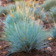 Seminte Grass- FESTUCA glauca -Iarba decorativa