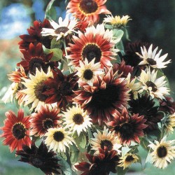 Seminte HELIANTHUS annuus-Sunflower- Infrared F1-Floarea soarelui