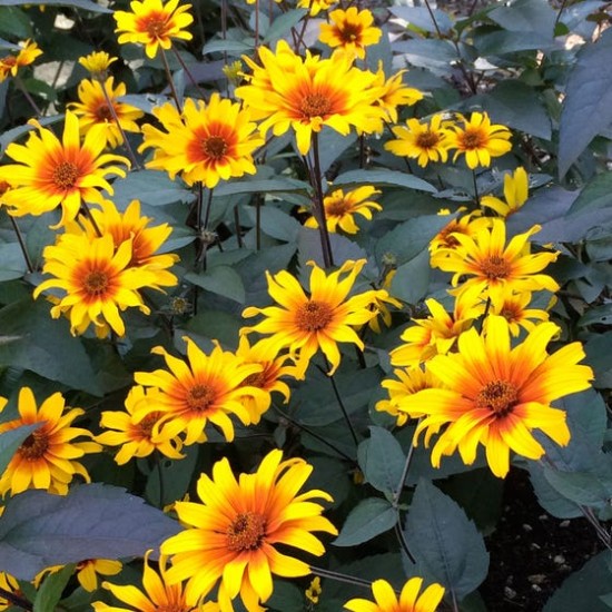Seminte HELIOPSIS helianthoides- Burning Hearts -Soarele din gradina Seminte HELIOPSIS helianthoides- Burning Hearts -Soarele din gradina
