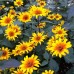 Seminte HELIOPSIS helianthoides- Burning Hearts -Floarea-Soarelui perena