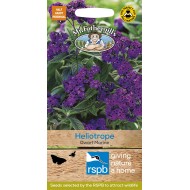 Seminte HELIOTROPIUM arborescens-Heliotrope- Dwarf Marine -Planta vanilie Seminte HELIOTROPIUM arborescens-Heliotrope- Dwarf Marine -Planta vanilie