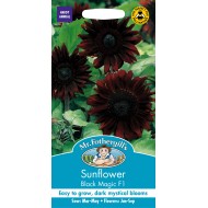 Seminte HELIANTHUS annuus-Sunflower- Black Magic F1 -Floarea-Soarelui