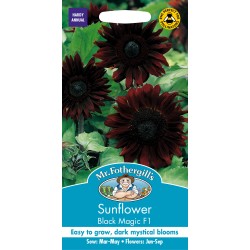Seminte HELIANTHUS annuus-Sunflower- Black Magic F1 -Floarea-Soarelui