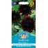 Seminte HELIANTHUS annuus-Sunflower- Black Magic F1 -Floarea-Soarelui