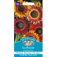 Seminte HELIANTHUS annuus-Sunflower- Evening Sun -Floarea Soarelui