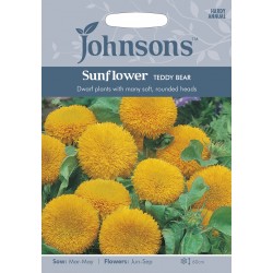 Seminte HELIANTHUS annuus-Sunflower- Teddy Bear - Floarea Soarelui pitica