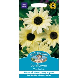 Seminte HELIANTHUS annuus/debilis-Sunflower-Vanilla Ice - Floarea Soarelui