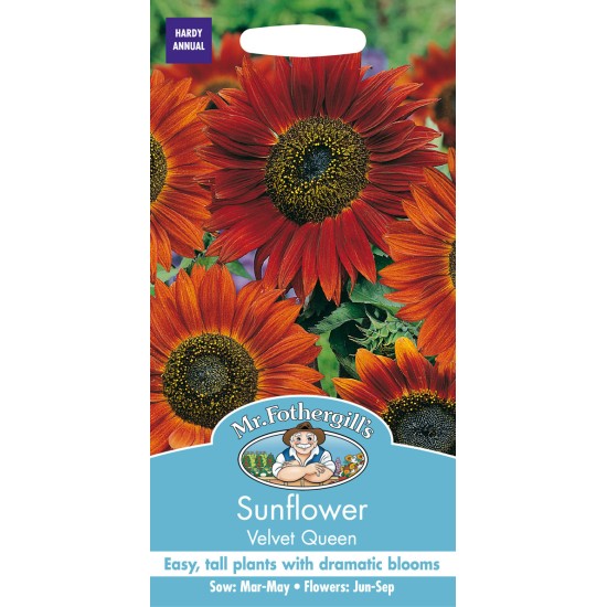 Seminte HELIANTHUS annuus-Sunflower- Velvet Queen -Floarea Soarelui Seminte HELIANTHUS annuus-Sunflower- Velvet Queen -Floarea Soarelui