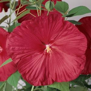 Seminte HIBISCUS moscheutos- Luna F1 Red -Hibiscus cu floare mare