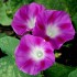 Seminte IPOMOEA purpurea-Morning Glory- Party Dress -Zorele