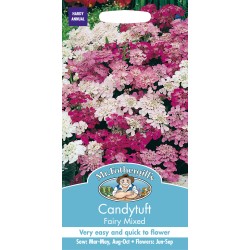 Seminte IBERIS umbellata-Candytuft- Fairy Mixed - Lilicele