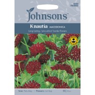 Seminte KNAUTIA macedonica (Scabiosa rumelica) - Nasturasi Seminte KNAUTIA macedonica (Scabiosa rumelica) - Nasturasi