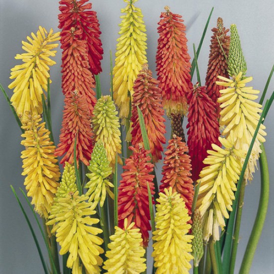 Seminte KNIPHOFIA uvaria-Red Hot Poker- Flamenco -Crinul faclie Seminte KNIPHOFIA uvaria-Red Hot Poker- Flamenco -Crinul faclie
