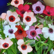 Seminte LINUM grandiflorum-Flax- Charmer Mixed -In amestec