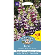 Seminte LUPINUS nanus-Lupin- Avalune Bicolour Mixed -Cafeluta