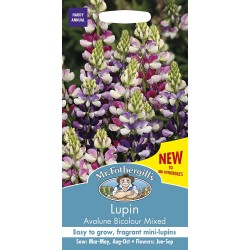 Seminte LUPINUS nanus-Lupin- Avalune Bicolour Mixed -Cafeluta